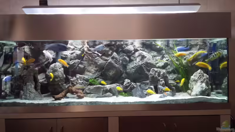 Aquarium Hauptansicht von Malawi african sea or &quot;Der Mühe Lohn&quot; von Thomas u. Gabriele P. (1)
