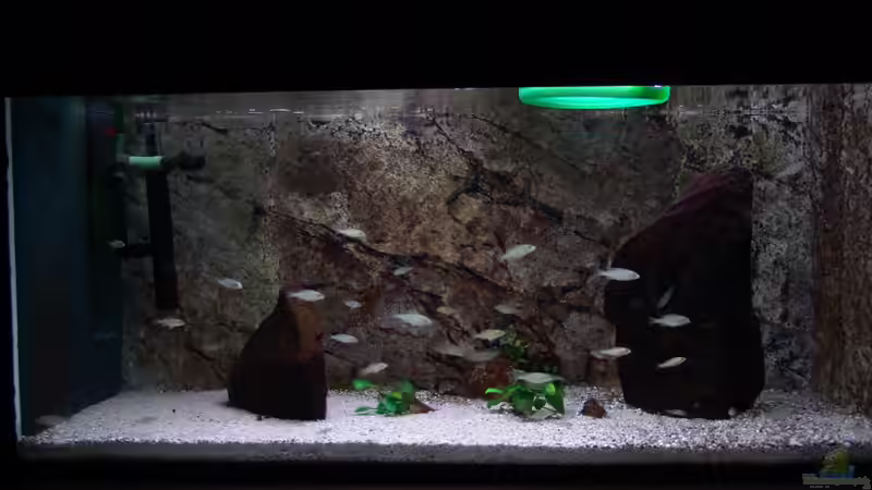 Aquarium Hauptansicht von Malawi Aufzuchtsbecken