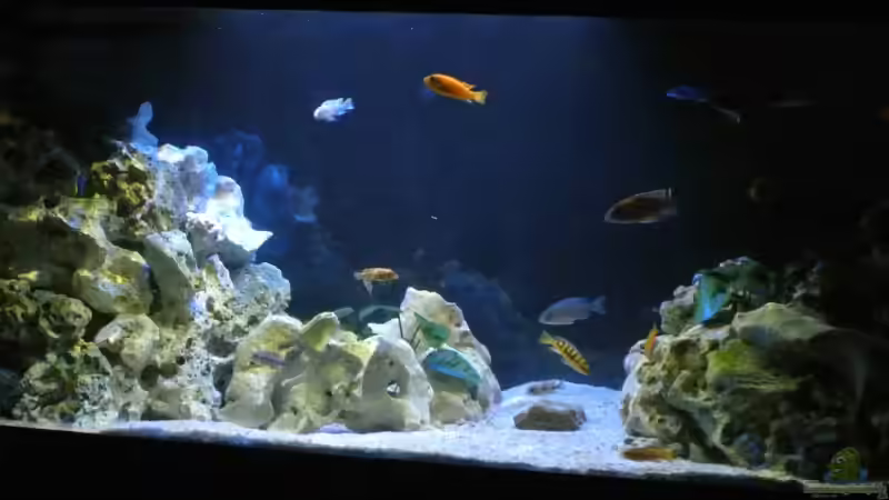Aquarium Hauptansicht von Malawi Barsche