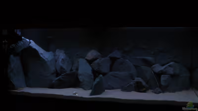 Aquarium Hauptansicht von Malawi Becken 325L von Oliver H. (1)