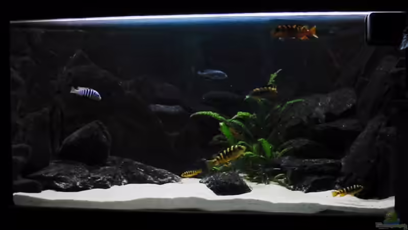 Aquarium Hauptansicht von Malawi Becken (aktuell nicht in Betrieb) von Markus Koller (1)