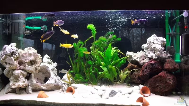 Aquarium Hauptansicht von Malawi Becken von Checker (1)
