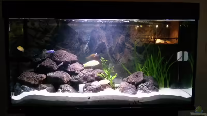 Aquarium Hauptansicht von Malawi Becken von hsrk1287 (1)