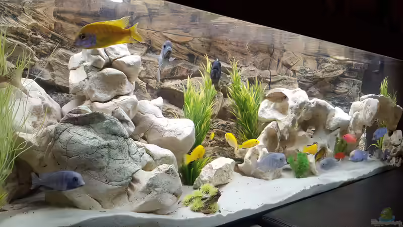 Aquarium Hauptansicht von Malawi Becken von Mare (1)