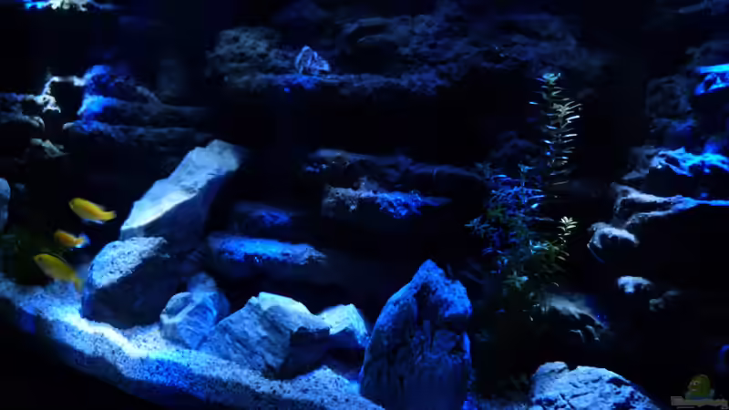 Aquarium Hauptansicht von Malawi Becken