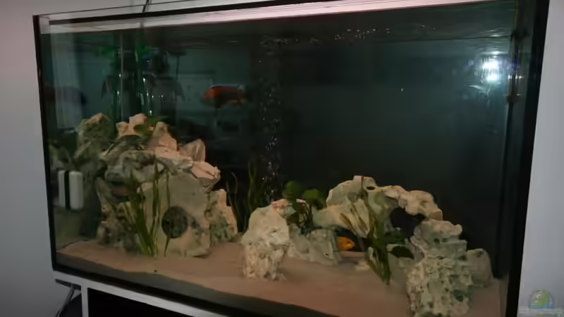Aquarium Hauptansicht von Malawi Becken