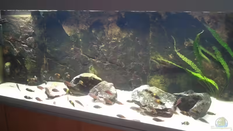 Aquarium Hauptansicht von Malawi Cichliden von halamala