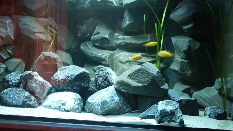 Aquarium Hauptansicht von Malawi-Delta von Afrika NEUlinG (1)