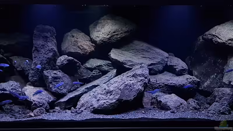 Aquarium Hauptansicht von Malawi Geröllzone