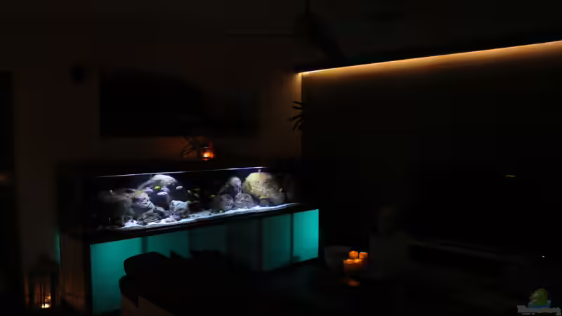 Aquarium Hauptansicht von Malawi-Guru-Becken 3.0 von Florian Bandhauer (1)