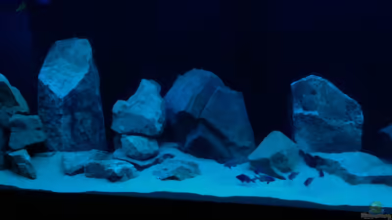 Aquarium Hauptansicht von Malawi Harmony von Vidi (1)