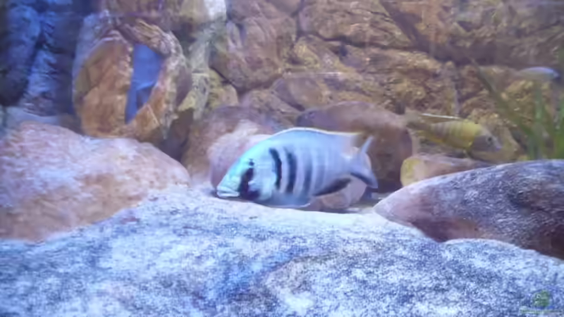 Aquarium Hauptansicht von Malawi Homezone / aufgelöst von Noah (1)