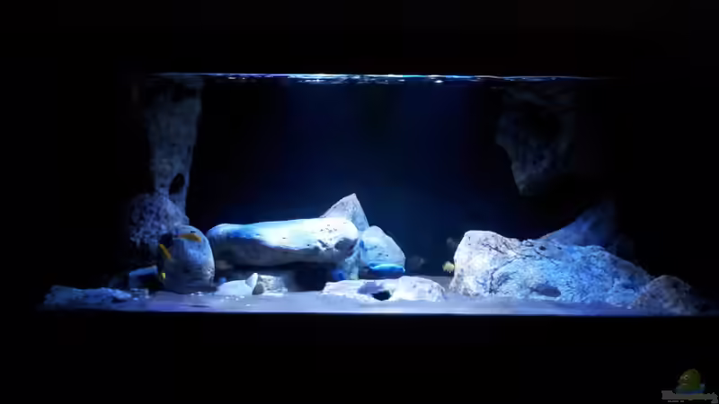 Aquarium Hauptansicht von Malawi im Wohnzimmer (als Beispiel) von ollil81 (1)
