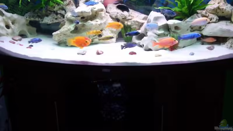 Aquarium Hauptansicht von Malawi Juwel von Mark M (1)
