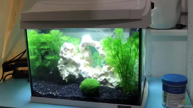 Aquarium Hauptansicht von Malawi klein Paradies von noah99 (1)