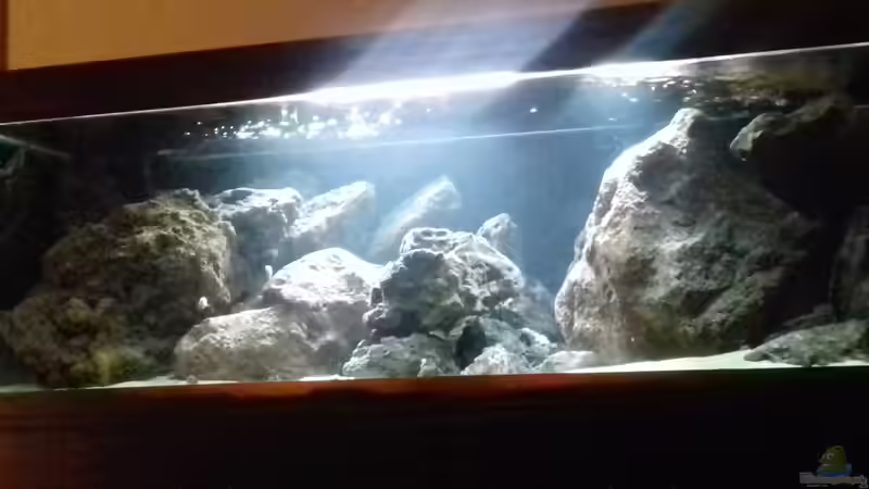 Aquarium Hauptansicht von Malawi LavaBecken von Marco Schmitt (1)