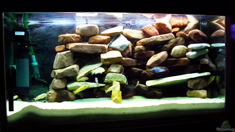 Aquarium Hauptansicht von Malawi Mbuna Becken -Aufgelöst-