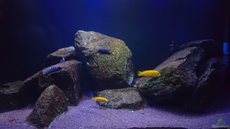 Aquarium Hauptansicht von Malawi Mbuna (Existiert nicht mehr) von Limited (1)