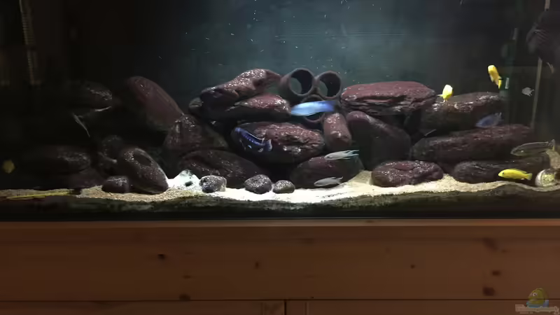 Aquarium Hauptansicht von Malawi Mbuna Tank vor Umbau von Sven W. (1)