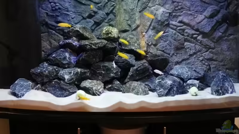 Aquarium Hauptansicht von Malawi Mbuna von Max V. (1)