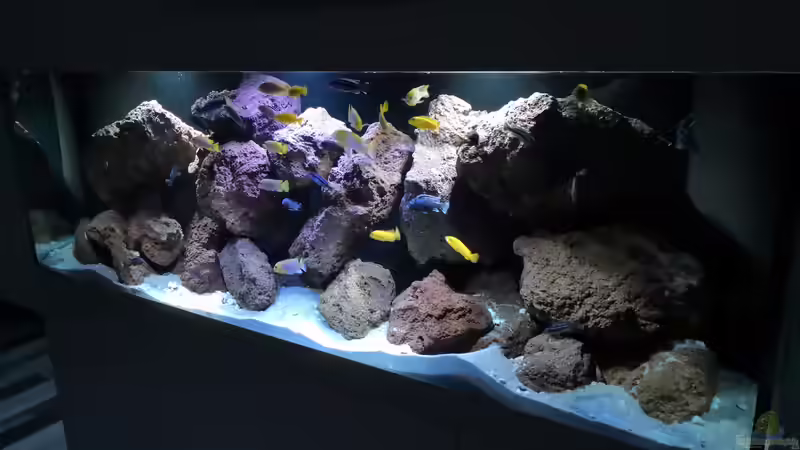 Aquarium Hauptansicht von Malawi mbuna von Speedy02 (1)
