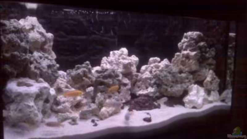Aquarium Hauptansicht von Malawi Mbuna