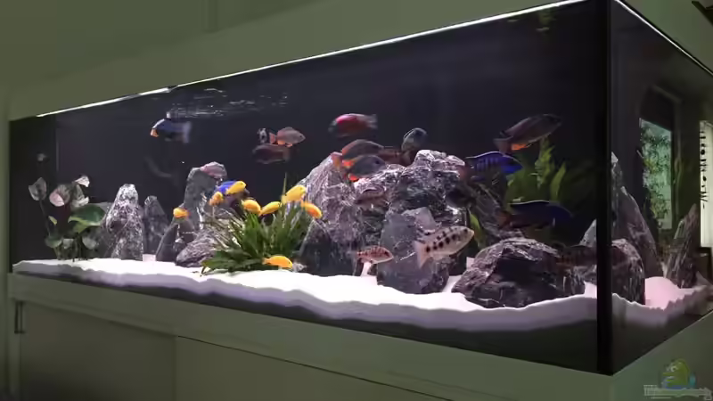Aquarium Hauptansicht von Malawi Non-Mbuna von andi15 (1)