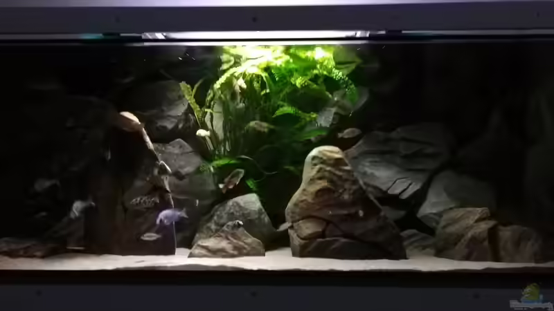 Aquarium Hauptansicht von Malawi Pfütze von Warsteiner (1)
