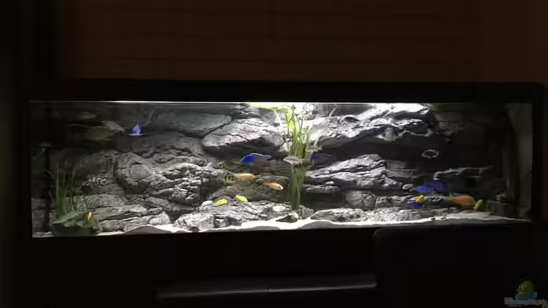 Aquarium Hauptansicht von Malawi Purkersdorf von Purki (1)