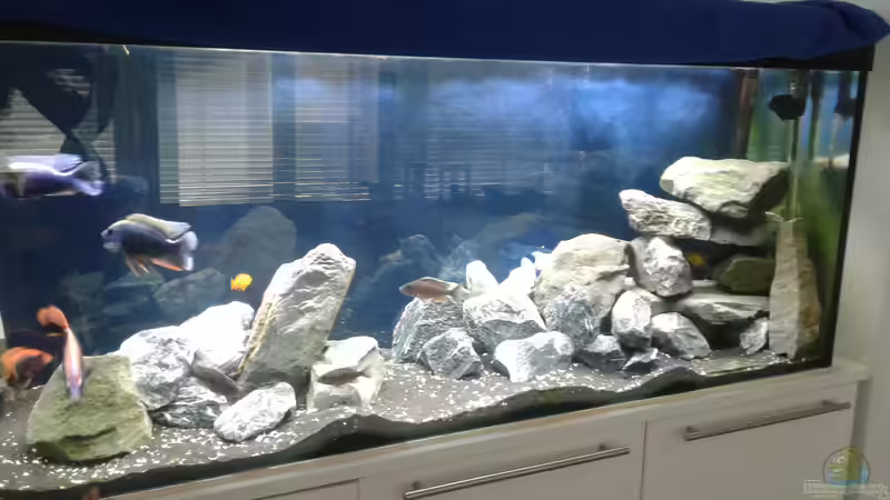 Aquarium Hauptansicht von Malawi Raumteiler, die blaube Decke im Hintergrund ist von Tristan (1)