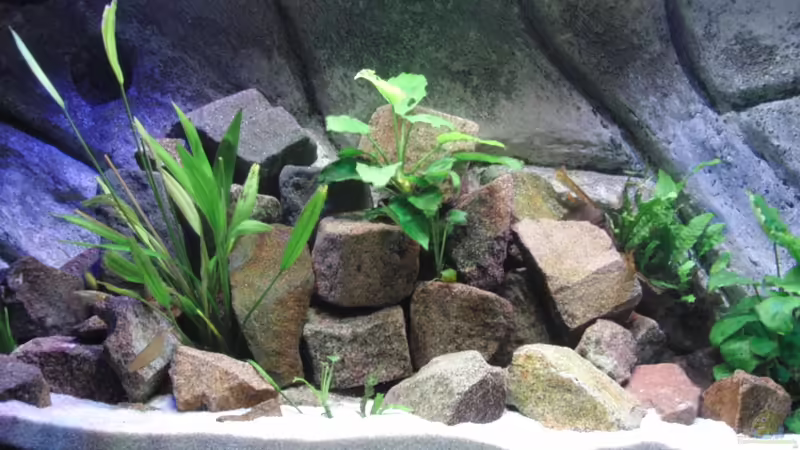 Aquarium Hauptansicht von Malawi see