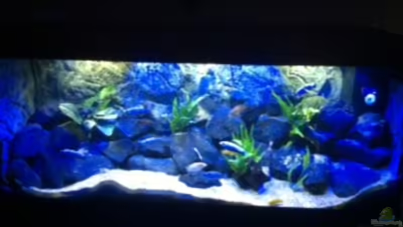 Aquarium Hauptansicht von MALAWI TANK von diskus tom (1)