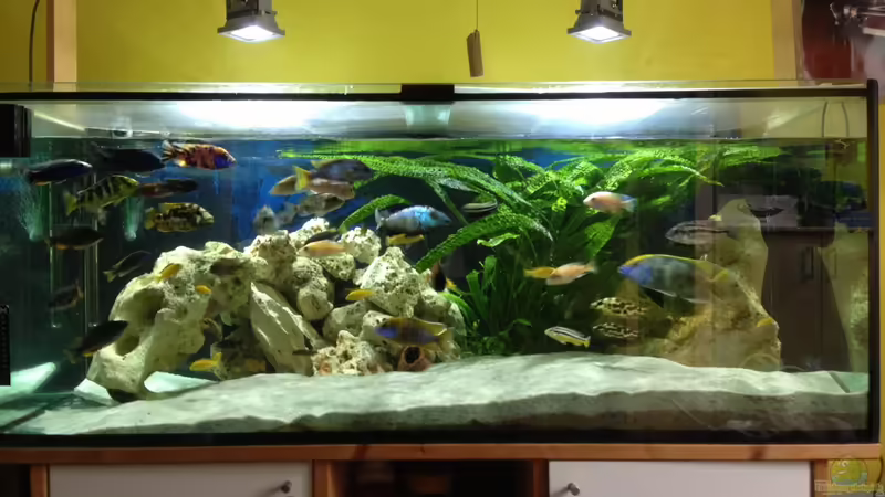 Aquarium Hauptansicht von Malawi Tank