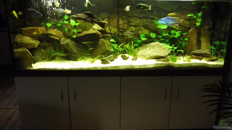 Aquarium Hauptansicht von Malawi Traum ( nicht mehr vorhanden)