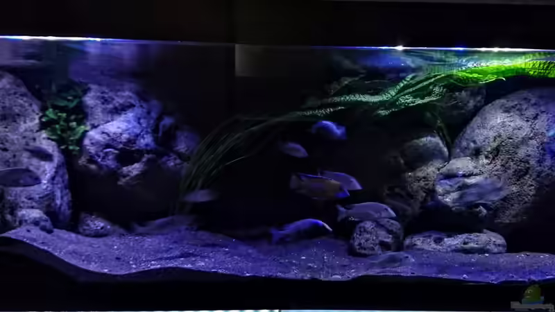 Aquarium Hauptansicht von Malawi Übergangszone
