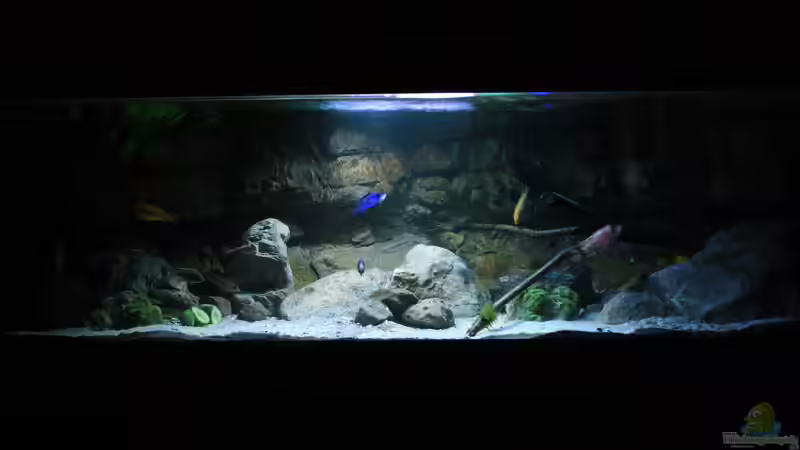 Aquarium Hauptansicht von Malawi und Beton
