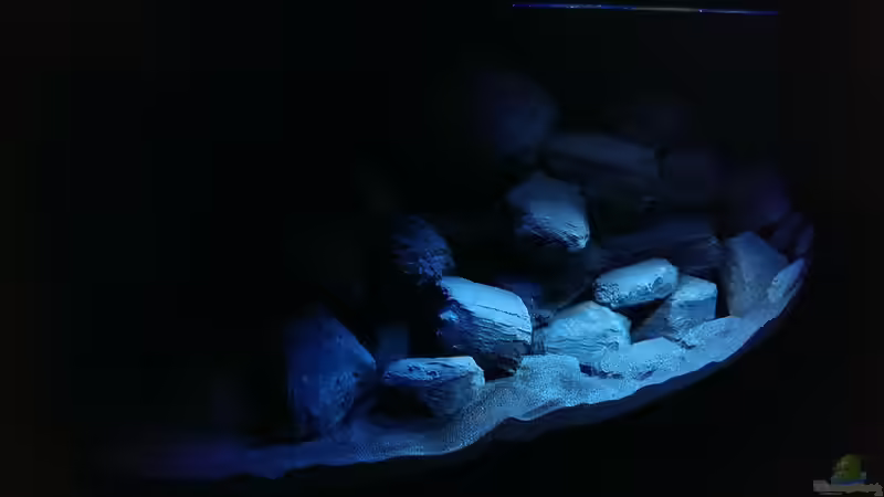 Aquarium Hauptansicht von Malawi Vision 450 Anfang