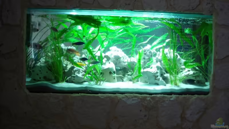 Aquarium Hauptansicht von Malawi von Andre Spieler (1)