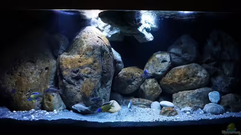 Aquarium Hauptansicht von Malawi von andreas32 (1)