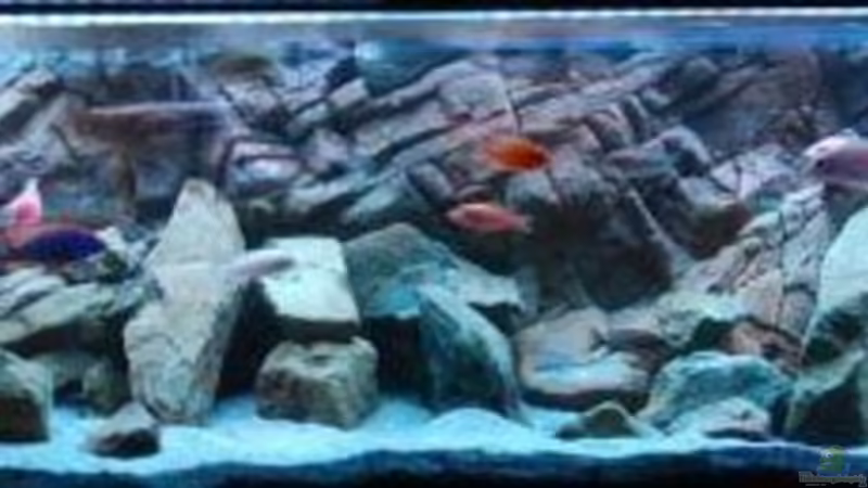 Aquarium Hauptansicht von Malawi von Boris Schmidt (1)