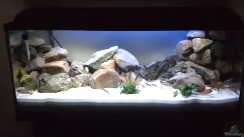 Aquarium Hauptansicht von Malawi von bubbele (1)