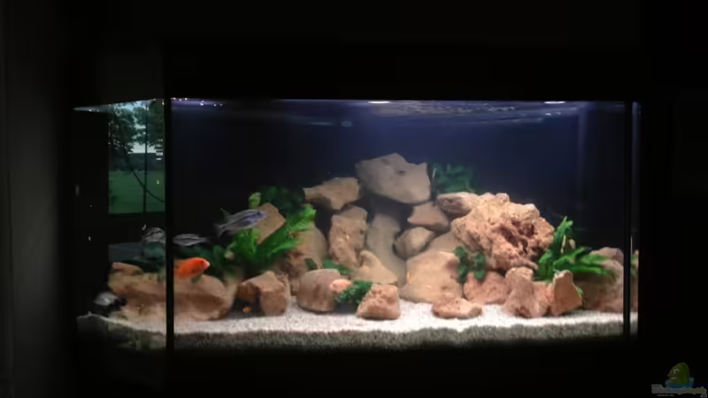 Aquarium Hauptansicht von Malawi von Christopher Rose (1)