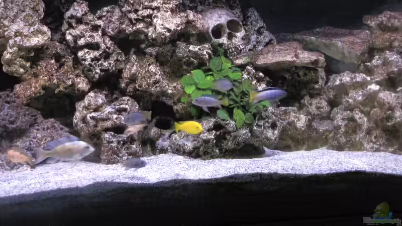 Aquarium Hauptansicht von Malawi von DawnInMunich (1)