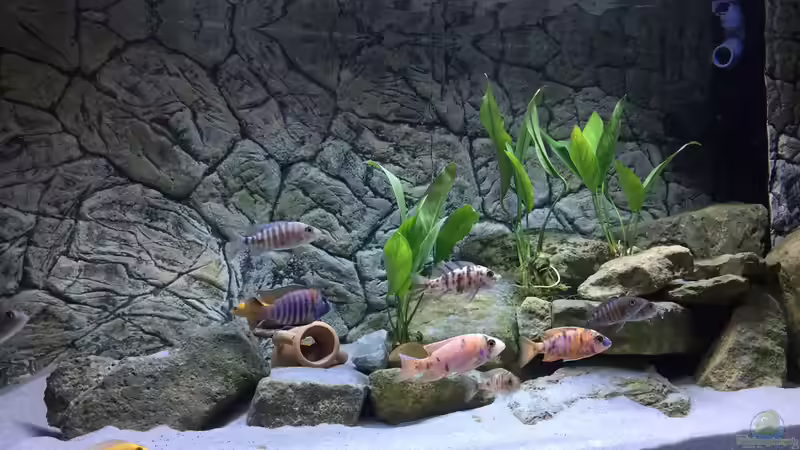 Aquarium Hauptansicht von Malawi von Lostmind (1)