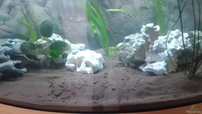 Aquarium Hauptansicht von Malawi von Manuela Brunner (1)