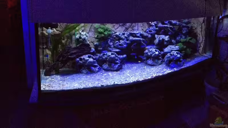 Aquarium Hauptansicht von Malawi von tobsen (1)