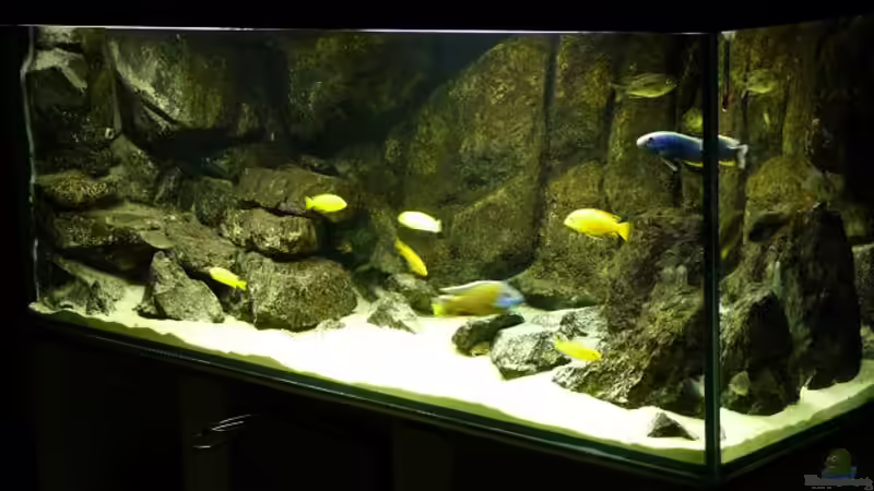 Aquarium Hauptansicht von Malawi Wohnzimmer (aufgelöst)