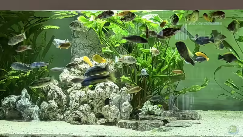 Aquarium Hauptansicht von Malawi
