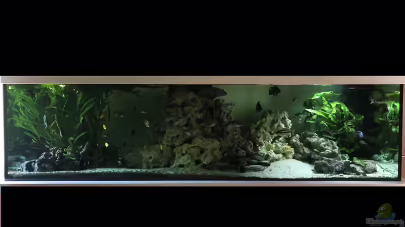 Aquarium Hauptansicht von Malawi Aquarium Hauptansicht von Malawi