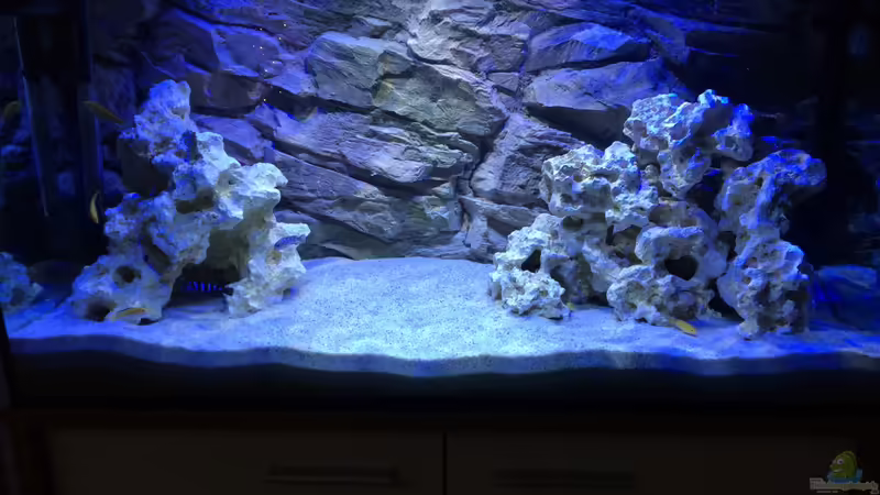 Aquarium Hauptansicht von Malawi